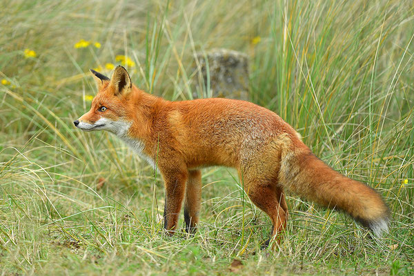 Fuchs
