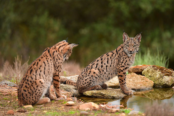 Pardelluchs