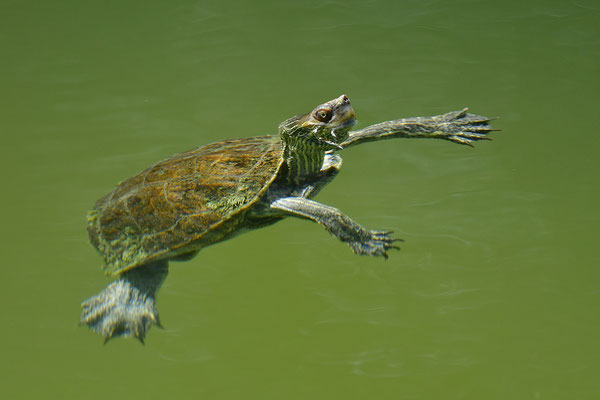 Balkan-Bachschildkröte