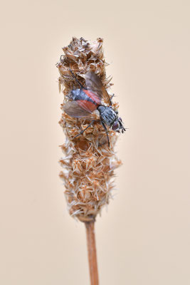Fliege