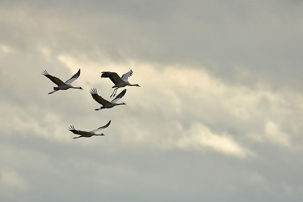 Kraniche im Flug