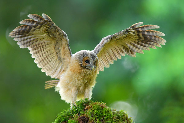 Waldkauz Jungvogel