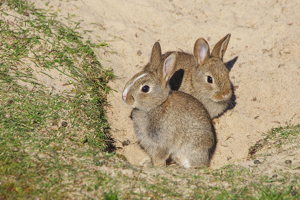Kaninchen Jungtiere