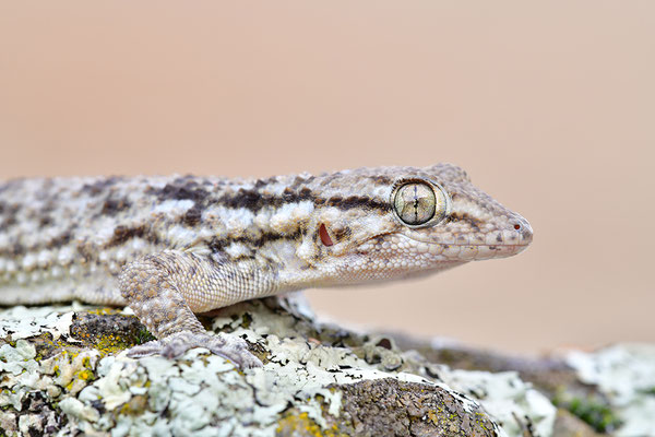 Mauergecko