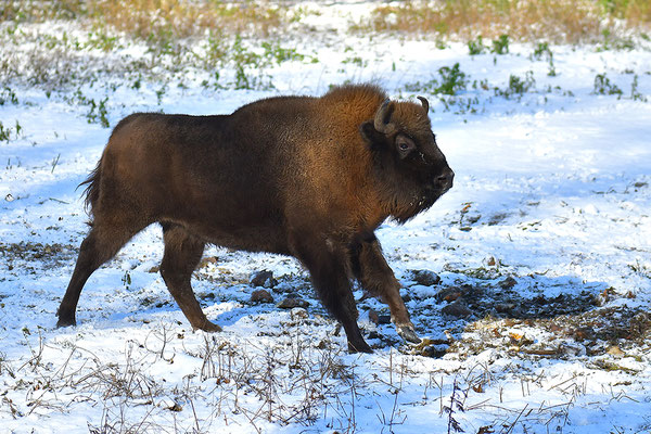 Wisent