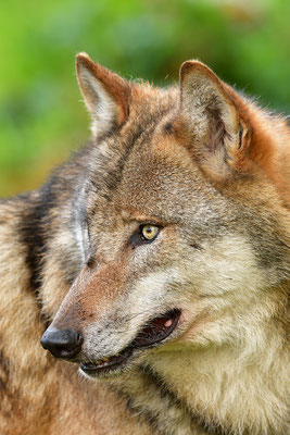 Wolf Kopfportrait, Nationalpark Bayrischer Wald Tierfreigelände Neuschönau