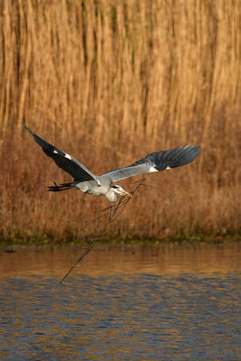 Graureiher im Flug