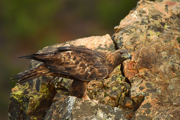 Steinadler