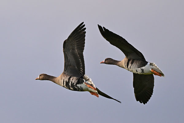 Blässgans