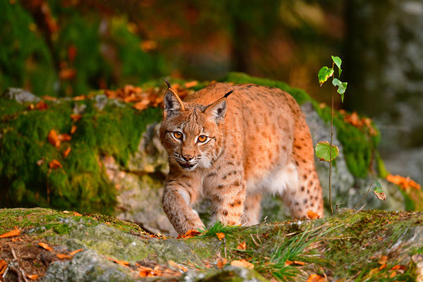 Luchs Nationalpark Bayrischer Wald Tierfreigelände Neuschönau