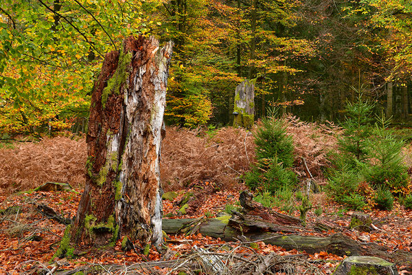 Urwald Nationalpark Eifel