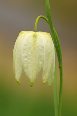 Schachbrettblume