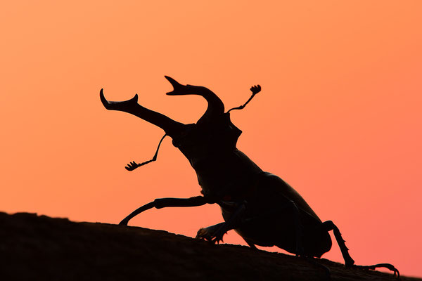 Hirschkäfer Männchen im Abendlicht