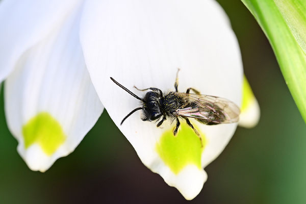 Märzbecher
