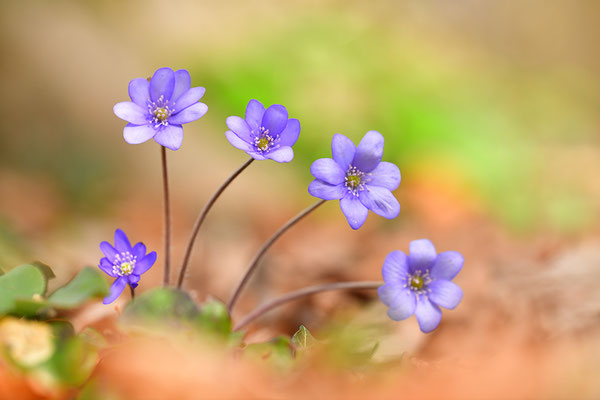 Leberblümchen