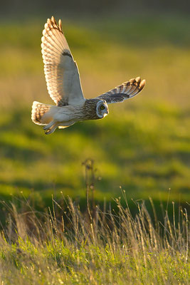 Sumpfohreule im Flug