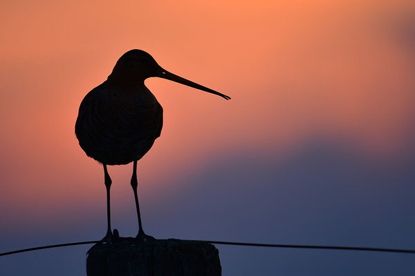 Uferschnepfe im Abendlicht