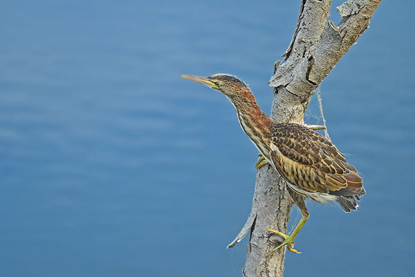 Zwergdommel Jungvogel