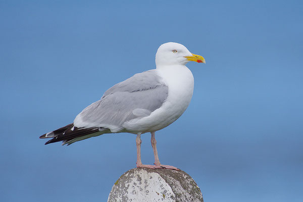 Silbermöwe