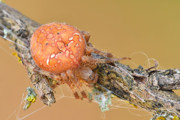 Vierfleckkreuzspinne