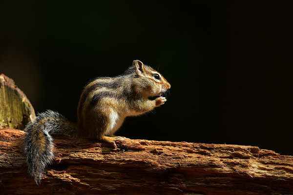 Sibirisches Streifenhörnchen
