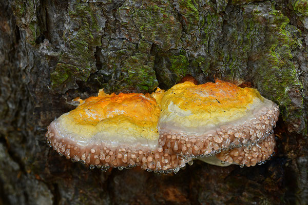 Rotrandiger Baumschwamm