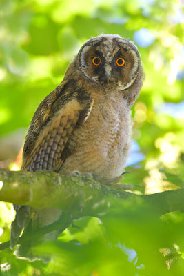 Waldohreule Ästling, Jungvogel