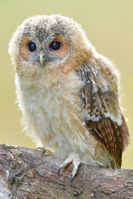 Waldkauz Jungvogel