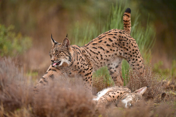 Pardelluchs