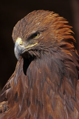 Steinadler