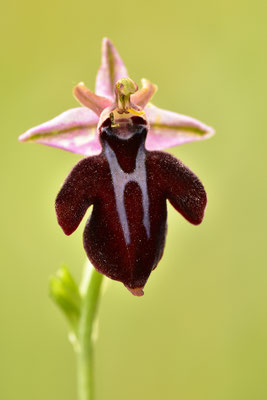 Gregorianische Ragwurz