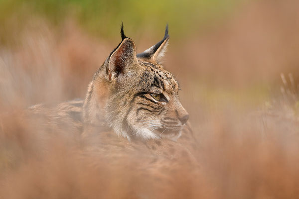 Pardelluchs