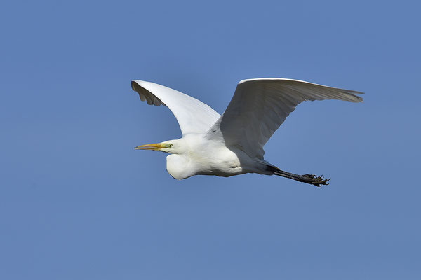 Silberreiher im Flug