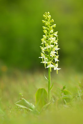 Grüne Waldhyazinthe