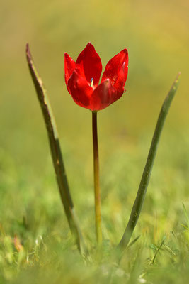 Rote Kretische Tulpe