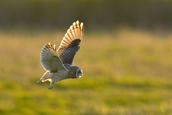 Sumpfohreule im Flug