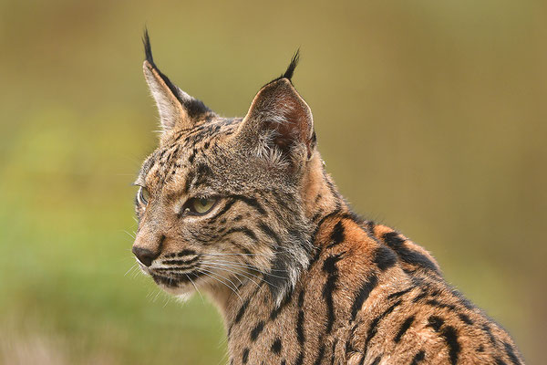 Pardelluchs