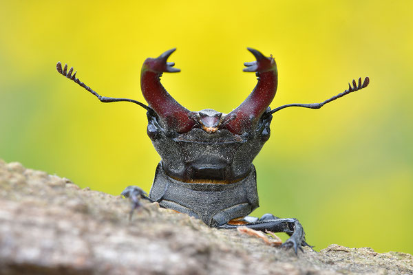 Hirschkäfer Kopfportrait