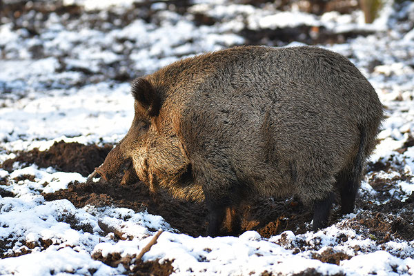 Wildschwein