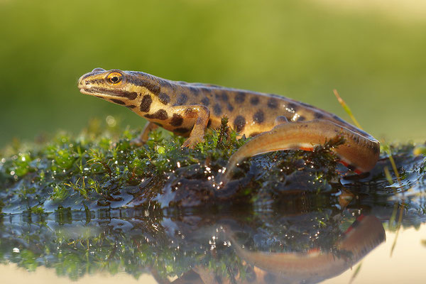 Teichmolch Männchen