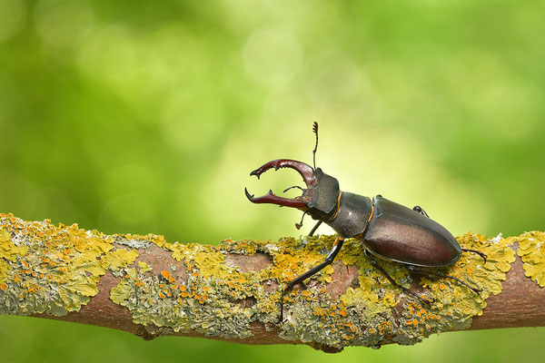 Hirschkäfer Männchen