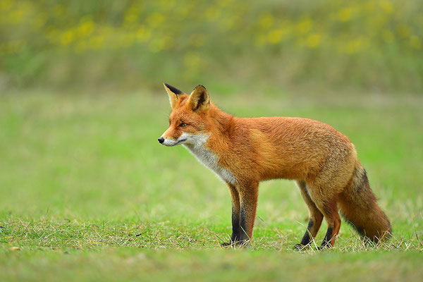 Fuchs