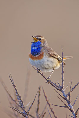 Blaukehlchen