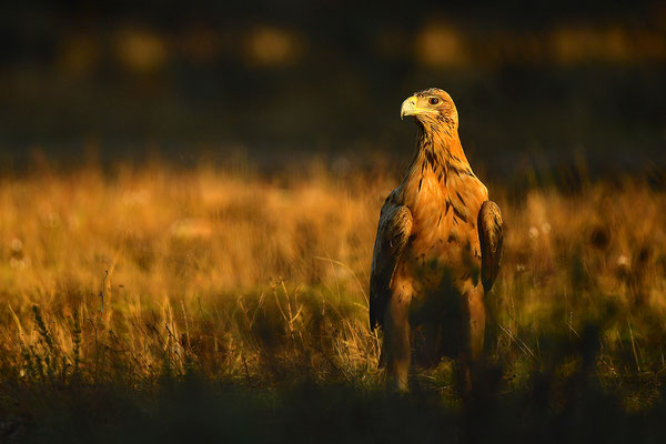 Kaiseradler Jungvogel