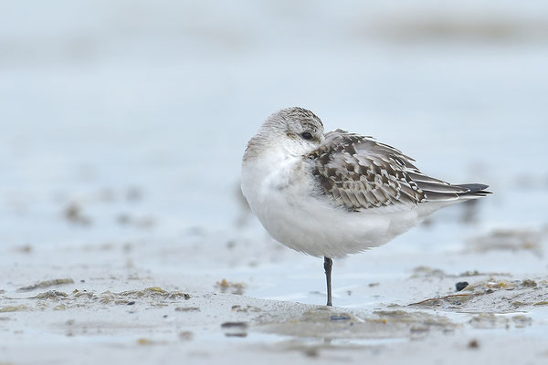 Sanderling