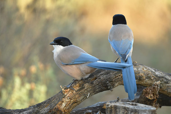 Blauelster