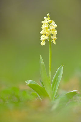 Blasses Knabenkraut
