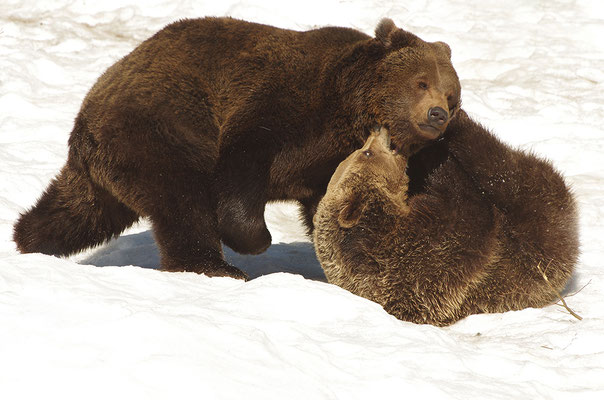 Braunbär Paar, Nationalpark Bayrischer Wald Tierfreigelände Neuschönau