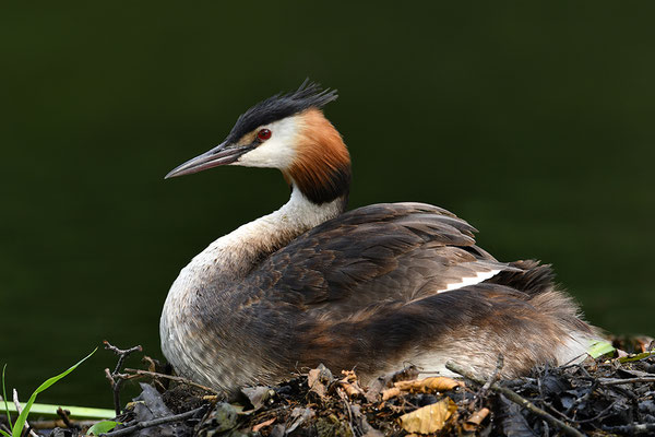 Haubentaucher am Nest