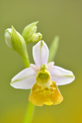 Gelbe Hummelragwurz flavescens
